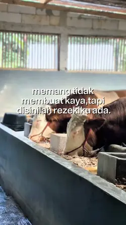 STROY SAPI