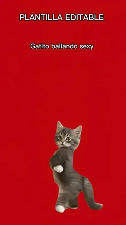 Gatito baila sexy