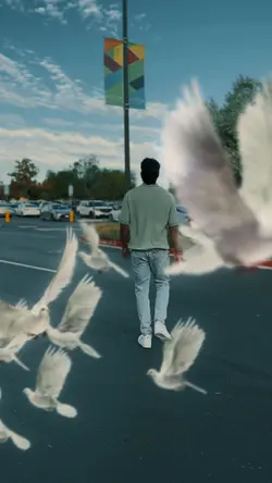 🕊️