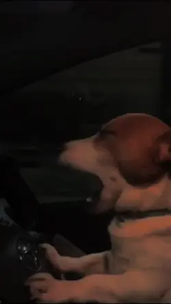 Dog driving at night
