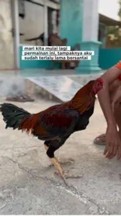 kata kata hoby ayam