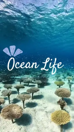 ocean life