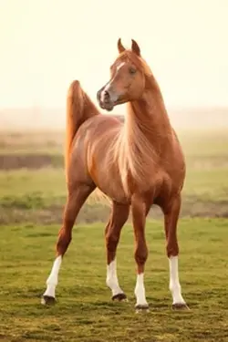 🐴 from A-Z: Arabiens