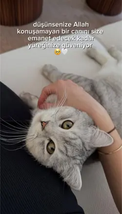 Kedi anneleri❤️