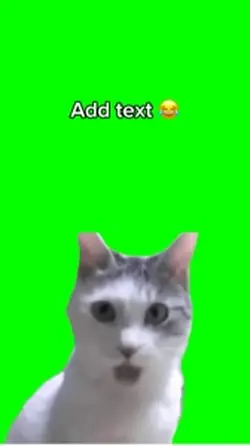 Shoked cat meme