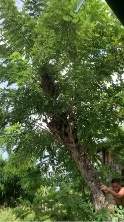 Trimming