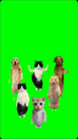 cute cat and dog