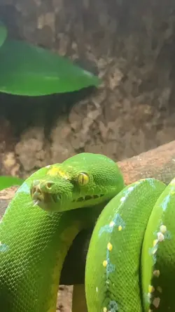 Cute