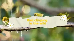 bird chirping 