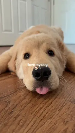 my dog