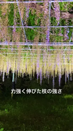 春の夜に誘われて🌙✨