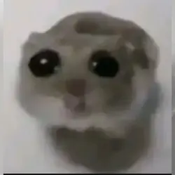 sad hampter