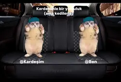 kedilerle yolculuk