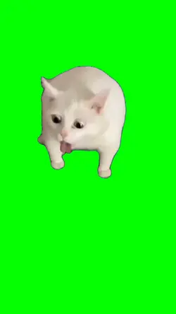 Cat vomited 