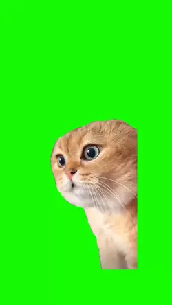 Talking Cat Meme