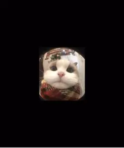 KITTYY