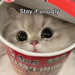 Cat Video part #1