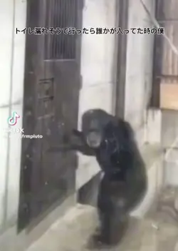 ゴリラウホウホゴリラ(。∀ °)