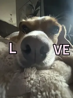 Puppy love