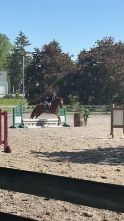 Perfect pony