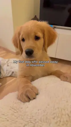 my pet [POV]