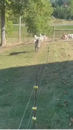 Farm life