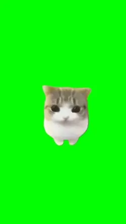 dancing cat