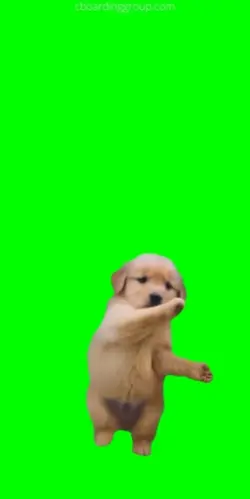 dança do jamal