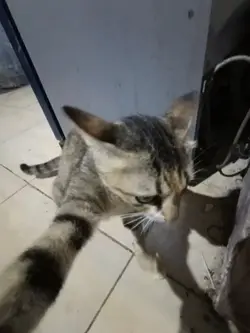 aku hitam? oh jelas 