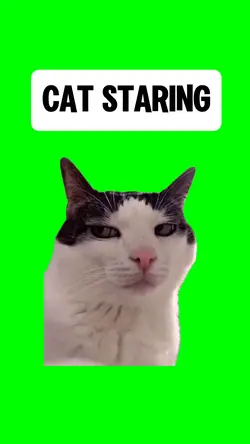 CAT STARING