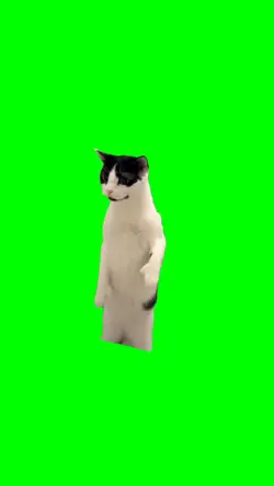 Cat Dancing Bailando