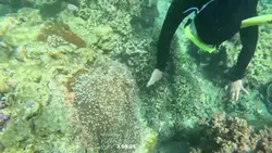 snorkeling