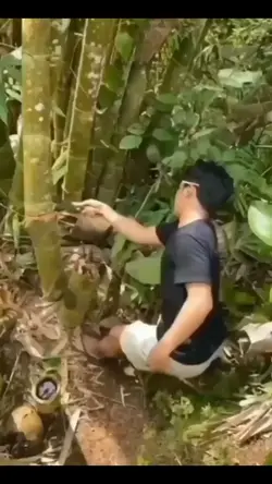 Jumpscare Jungle 
