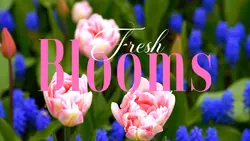 Fresh Blooms
