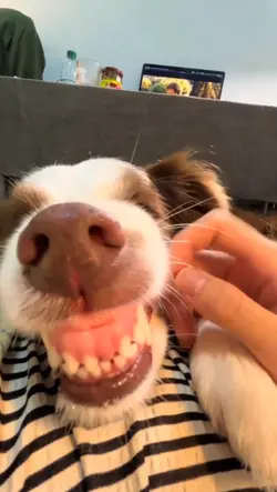 Dog funny meme