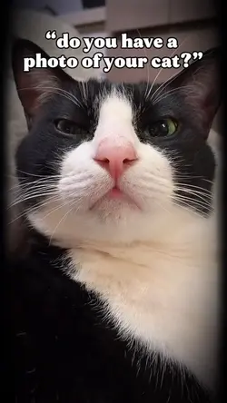 My Cat