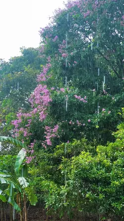 Rain