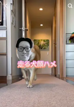 走る犬顔ハメ！