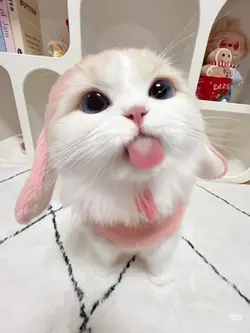 kucing filter 