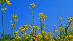 Nature Hd 