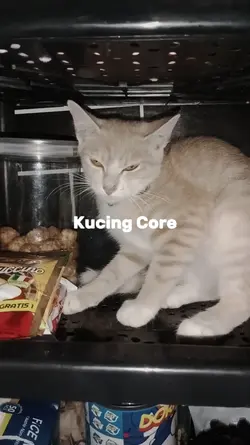 Kucing core