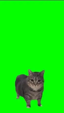 Spinning cat meme