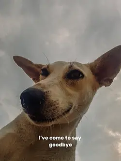 pet in heaven 