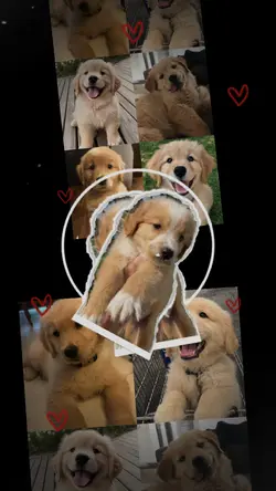 You're my dog