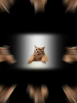 猫ミーム