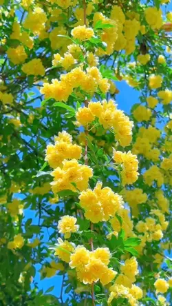 5 videos flowers