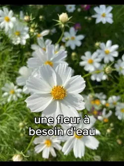 équitation 