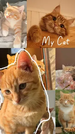 My cat