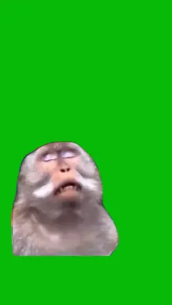 Monkey Prayer