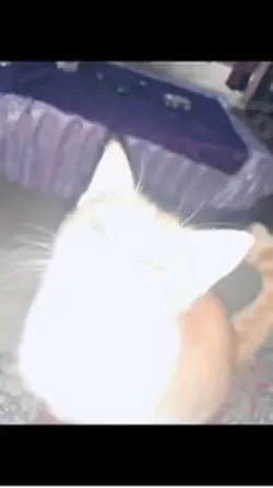 Gatito